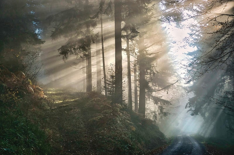 Mystical forest clearing