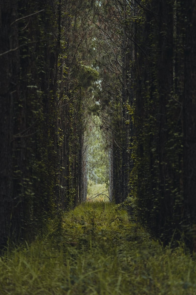 Woodland Charm