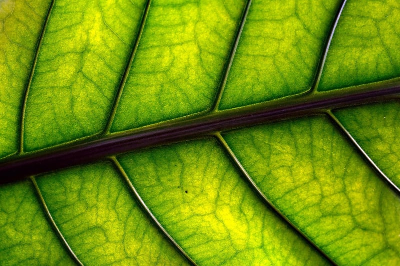 Botanical Brooch